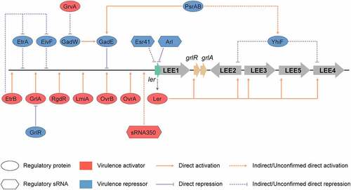 Figure 4. Regulation of LEE by regulatory proteins and sRNAs encoded in O islands. The master LEE regulator, Ler recognizes AT rich sequences and activates the transcription of LEE operons LEE2, LEE3, LEE4, and LEE5. The OvrA, OvrB, LmiA, RgdR, GrlA, and EtrB regulatory proteins encoded in O islands, directly activate the transcription of LEE genes through directly binding to the promoter region of LEE1. GrvA indirectly activates the expression of LEE genes through GadW and GadE. In contrast, GadE directly represses the expression of LEE genes, while EtrA, EivF, and YhiF indirectly repress the expression of LEE genes. PsrA and PsrB indirectly regulate LEE genes through the GAD acid stress response regulators, GadE and YhiF. The cis-encoded sRNA Arl regulates ler mRNA post-transcriptionally by specifically targeting its 3′ region, preventing its translation, and thus the expression of LEE genes. The Esr41 sRNA regulates the expression of ler at a post-transcriptional level in an Hfq-dependent manner; however, the mechanism of this regulation remains unclear. sRNA350 positively regulates the expression of LEE genes through a still unknown mechanism. The figure has been inspired by the previous work of Furniss et al. (2017), Bhatt et al. (2016), and Platenkamp et al. (2018)