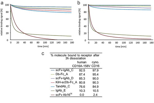 Figure 4. SPR sensorgrams of normalized relative binding dissociation phases of diverse CD16A bivalently binding ROCK® engagers. Bivalent anti-CD16A domain containing scFv-IgAb_C, Db-Fc_A, scFv-IgAb_D, KiH-scDb-Fc_A, TandAb_C were compared to IgAb_E (Fc-enhanced; S239D/I332E) and monovalent anti-CD16A fragment scFv Ab16hi on immobilized (a) human CD16A-158V and (b) cynomolgus CD16. Legend and percentage of antibodies remaining on the receptor after 3 h of dissociation are shown in (c). Analytes were measured at a single concentration of 50 nM.