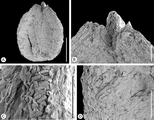 Figure 9 Tricarpellate gynoecium ofAguacarpus hirsutus. SEM‐micrographs. Holotype, S153517, sample Vale de Agua 141. A. Lateral view of gynoecium. B. Stylar regions enlarged showing ventral stigmas. C. Detail of stigmatic surface showing distinct papillae. D. Close‐up of carpel epidermis showing densely‐space trichomes and stomata. Scale bars – 500 µm (A); 100 µm (B, D); 50 µm (C).