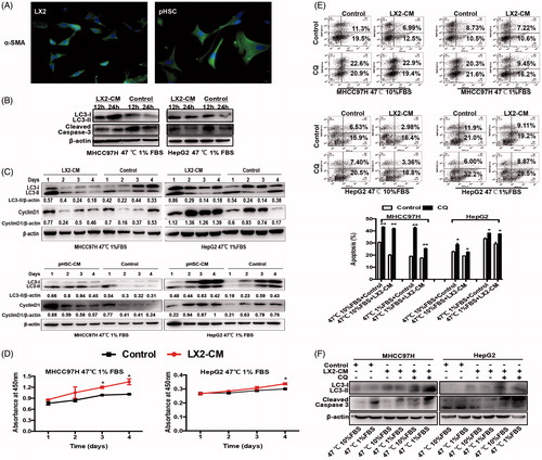 Figure 3. HSC-CM decreased cell apoptosis and promoted proliferation of heat-treated residual HCC cells via regulating autophagy. (A) Immunofluorescence staining of α-SMA in activated HSCs cells LX2 and pHSCs. (B) HSC-CM promoted autophagic survival within 24 h and decreased apoptosis in heat-treated (47 °C for 10 min) residual HCC cells cultured under ischemic (1% FBS) condition, as indicated by LC3-II and cleaved Caspase-3. (C) HSC-CM decreased autophagy and promoted proliferation of heat-treated (47 °C for 10 min) residual HCC cells cultured under ischemic (1% FBS) condition, as indicated by LC3-II and CyclinD1. Expression levels of LC3-II and CyclinD1 were normalized to β-actin. (D) Analysis of growth curves of heat-treated (47 °C for 10 min) residual HCC cells under ischemic (1% FBS) condition cultured with HSC-CM, as indicated by WST-1 assay. (E) Apoptosis of heat-treated (47 °C for 10 min) residual HCC cells under ischemic (1% FBS) vs standard (10% FBS) condition and cultured with HSC-CM in the presence of CQ (10 μM) was determined using Annexin V/PI staining assay. (F) The protein expression of autophagy (LC3-II) and apoptosis (cleaved Caspase-3) in heat-treated (47 °C for 10 min) residual HCC cells under ischemic (1% FBS) vs standard (10% FBS) condition and cultured with HSC-CM in the presence of CQ (10 μM) were determined by Western blotting. LX2-CM: conditioned media from LX2 cells; pHSC-CM: conditioned media from primary HSCs. **, p < .01; *, p < .05, bar = 1 mm.