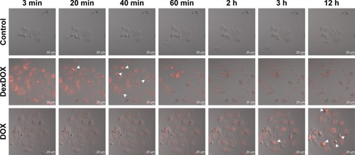 Figure 3 Cellular penetration and subcellular distribution of DexDOX.