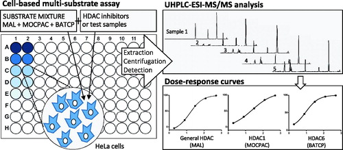 Figure 1. Scheme of the cell-based multi-substrate assay for the identification of class-selective HDAC inhibitors.