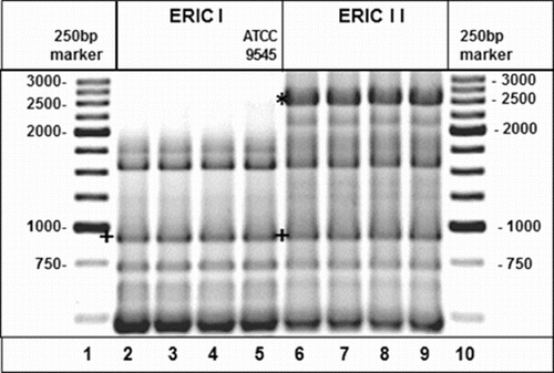 Figure 3. Electrophoretic pattern of genotypes ERIC I and ERIC II: (+) band migrating at 970 bp (*) band migrating at 2500 bp. In lanes 1 and 10, DNA molecular weight marker XVI (Roche), in lanes 2–4 tested ERIC I field isolates, in lane 5 ERIC I ATCC 9545 reference strain, and in lanes 6–9 tested ERIC II field isolates.