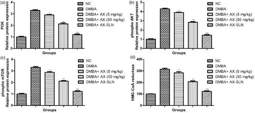 Figure 5. The effect of AX-SLN on the protein expression of Pi3K, phospho AKT, phospho mTOR, and HMG-CoA reductase of DMBA-induced breast cancer rats. (a) Pi3K; (b) phosphor AKT, (c) phosphor mTOR, and (d) HMG-CoA. Each value shows the mean ± SEM, where the treated group rats were compared with the DMBA-induced group rats. Statistical analysis was done by one-way ANOVA followed by Dunnett’s multiple comparison. *p < .05, **p < .01, and ***p < .001.