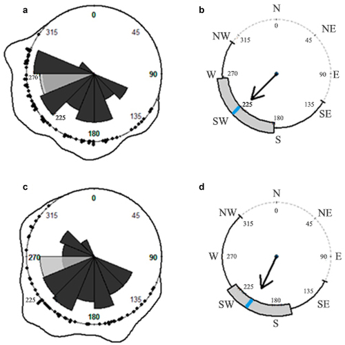 Figure 1. Rose diagrams, density lines and circular boxplots of H. serratifolia juvenile searcher (a, b) and ascending (c, d) shoots. Black arrows represent rho (pointing to the mean direction) and blue line the circular median value. Light gray petal represents the frequency, in sunset degrees, along the sampling days. Dark gray petals represents the frequency distribution of SS (a) and AS (c), respectively. Black dots represent each individual orientation measurement for SS and AS over the circle (a–c).