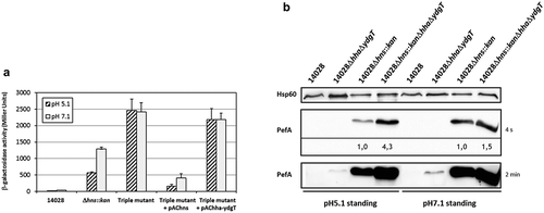 Figure 6. Deletion of hha and ydgT in a Δhns::kan mutant has a more pronounced effect on PefA expression at pH 5.1 than at pH 7.1.(a) β–galactosidase activity expressed by the transcriptional fusion pQF-PpefB in S. Typhimurium Δhns::kanΔhhaΔydgT triple mutant and its complemented strains after growth in TSB-MES pH 5.1 or pH 7.1 at 37°C under standing conditions. In stationary phase, aliquots were collected for measurements of the OD600nm and β–galactosidase activity. β-galactosidase activities are expressed in Miller units. Average values (± standard error of the mean) of activity units were calculated based on at least three independent assays. For Δhns::kan and Δhns::kanΔhhaΔydgT strains, several mutants were tested in each assay. (b) Western blot against PefA or Hsp60 proteins (loading control) prepared from S. Typhimurium 14028 wild-type, ΔhhaΔydgT, Δhns::kan or Δhns::kanΔhhaΔydgT mutants grown statically at 37°C until stationary phase in TSB-MES pH 5.1 or pH 7.1. Several Δhns::kan mutants and Δhns::kanΔhhaΔydgT triple mutants were tested in each experiment. A typical result is presented for each culture condition tested. For the PefA results, the time of membrane exposure necessary to obtain the signal is mentioned. Relative intensities for PefA bands calculated using normalization with the loading control Hsp60 are noted just under the immunoblot exposed for 4 s and for which no signal saturation was detected.