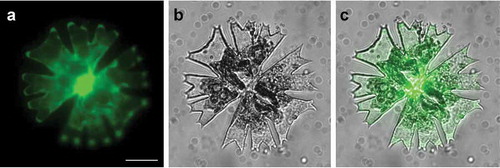 Fig 3. GFP expression in vegetative cell of Micrasterias radians var. evoluta cultured for 3 days after particle bombardment with plasmid pAW001. Pictures showing (a) GFP fluorescence (b) cell in bright field, and (c) merged images, taken with the Zeiss Axio Imager A2. Scale bar: 20 µm