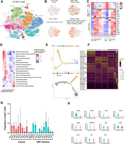 Figure 4 Dissection and clustering of T cells in HBV-related and healthy samples. (A) The tSNE project of 37,900 single T cells from six patients (3 HBV-related and 3 healthy patients), showing the formation of 10 clusters, including five for CD8+ T cells, 5 for CD4+ T cells. (B) Expression of marker genes for CD4+ T cells, CD8+ T cells, naïve T cells and effector T cells. (C) Heatmap of z-score normalized mean expression of T cell function-associated genes in each cell cluster. (D) Differences in pathway activities scored using GSVA in CD8+ T-cell clusters 2, 3, 4, 5 and CD4+ T-cell clusters 3, 4, 5. (E) The branched trajectory of CD8+ T cells and CD4+ T cells. (F) Heatmap of top 10 genes in each T cell clusters. (G) Proportion of T cell clusters in total T cells in HBV-infected and healthy samples. (H) Upregulated genes in CD8-C2 T cells in HBV-related samples: metallothionein-related genes (MT2A, MTIE, MTIF, MTIX), T cell-activated genes (NCF1, CD7), inflammation-associated genes (IRF1) and pro-inflammatory genes (CD69, MAP3K8, JUN, JUNB).