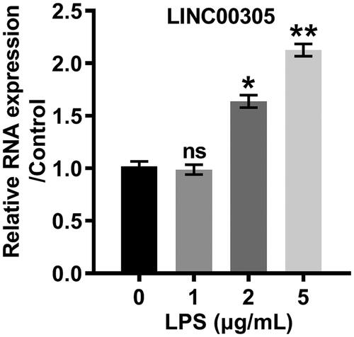 Figure 2. LPS positively modulated the expression of LINC00305 in a concentration-dependent relationship. LINC00305 was quantified by qRT-PCR. ATDC5 cells were treated by LPS at the indicated concentrations (0, 1, 2, and 5 μg/mL) for 12 h. Data was the mean of three independent experiments, each conducted in triplicate, ±SD. nsp > .05; *p < .05; **p < .01. ns: not significant; LPS: lipopolysaccharide; qRT-PCR: quantitative reverse transcription PCR.