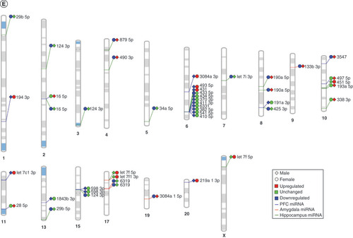 Figure 5. Sex-dependent maternal separation bioinformatic gene ontology analysis, miRNA–gene target maps and miRNA chromosomal localization. (A) GO biological functions associated with sex differences in miRNA response to early-life stress were predicted based on targets from significantly altered miRNAs in both males and females. The top 20 ontologies are shown as a bar plot, and stress- and depression-related ontologies are highlighted in blue. (B) These ontologies were then plotted as a network. Node color is based on membership in one of the top 20 ontologies and node size corresponds to significance of the node, with larger nodes being more significant. (C) Bubble plot showing the top 30 most significant cellular compartment ontologies (false discovery rate <0.05; shown by bubble color); bubble size represents the number of gene targets within each ontology. (D) Using ingenuity path analysis, we created miRNA–gene target networks based on miRNAs that were significantly affected by sex and MS and their predicted targets. (E) Significantly altered miRNAs were mapped to the rat genome using a phenogram. Counts per million fold change direction is noted by color based on the figure legend for both male (diamond) and female (circle) maternal separation comparisons. Line color indicates the brain regions where significant group differences were detected.GO: Gene ontology.
