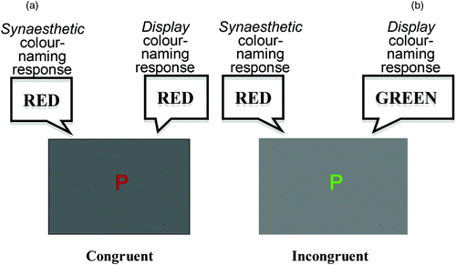 Figure 1. Example displays and correct responses for the two versions of the Synaesthetic Congruency Task. (a) A congruent trial (P is displayed in red and elicits a synaesthetic colour of red). (b) An incongruent trial (P is displayed in green, but elicits a synaesthetic colour of red). To view a colour version of this figure, please see the online issue of the Journal.