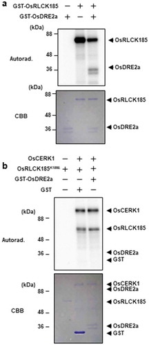 Figure 3. OsDRE2a is phosphorylated by OsRCLK185 but not OsCERK1. a. OsRLCK185 phosphorylates OsDRE2a in vitro. The in vitro phosphorylation reaction was performed using [32P]γ-ATP, and phosphorylated proteins were detected by autoradiography. CBB, Coomassie brilliant blue. b. OsCERK1 does not phosphorylate OsDRE2a in vitro. The in vitro phosphorylation reaction was performed with a recombinant of the intracellular domain of OsCERK1, kinase inactive mutant OsRLCK185K108E and OsDRE2a. The protein loading control was shown by staining with Coomassie Brilliant Blue. The in vitro phosphorylation reaction was performed using [32P]γ-ATP, and phosphorylated proteins were detected by autoradiography.