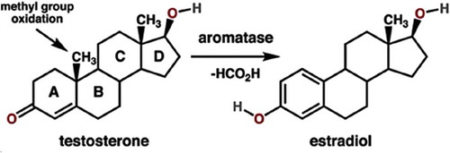 Figure 3. The structure of the main sex-steroids testosterone and estradiol, and the general reaction for the conversion of testosterone to estradiol catalyzed by aromatase. Steroids are composed of four fused rings (labeled A-D). Aromatase converts the ring labeled “A” into an aromatic state. From Wikipedia: aromatase. [Citation19] Author Boghog 2 (own work). Public domain, with thanks.