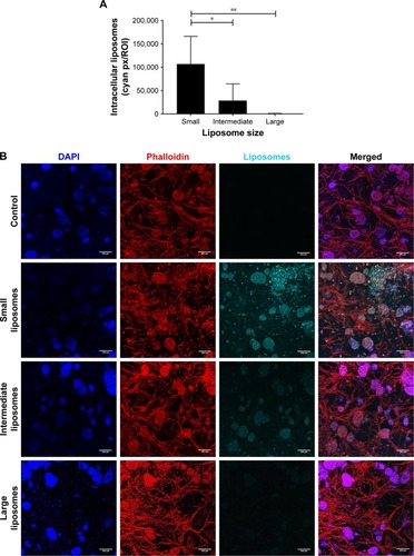 Figure 4 Intracellular uptake of liposomes, 48 hours after insertion.Notes: (A) More intracellular uptake was observed in cultures with the small liposomes (~75 nm), compared with cultures with the intermediate (~100 nm) and large liposomes (~180 nm). Intracellular liposome uptake is present both in the small and intermediate liposome plugs. Data are presented as mean ± SD. *P<0.05, **P<0.01. (B) Confocal images of intracellular liposomes in 3D, showing nuclei (DAPI, blue), f-actin (phalloidin, red), and liposomes (DiD, cyan). All cultures were washed extensively before imaging, to remove all noninternalized liposomes. The scale bars represent 200 µm.