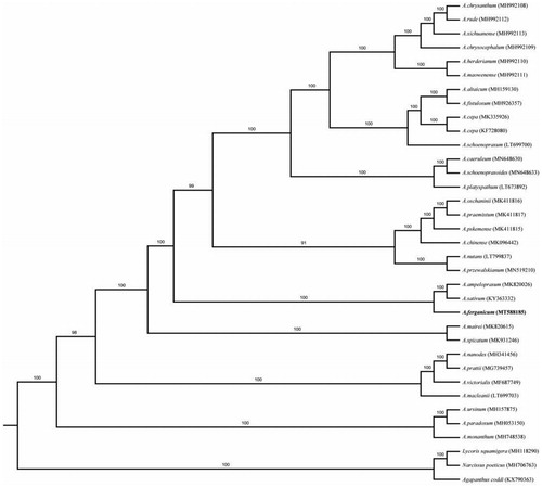 Figure 1. Phylogenetic analysis of A. fistulosum with 35 related species. Numbers in the nodes are the bootstrap values from 1000 replicates.