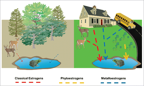 Figure 1. Conceptual diagram illustrating differences in chemical diversity and loading between forested ponds (left) and suburban ponds (right). Arrow colors represent different classes of endocrine disrupting chemicals (EDCs) while arrow width represents relative differences in the average concentrations of each chemical class between forested and suburban ponds. Note that phytoestrogens were not detected in forested ponds. Human land use leads to both a higher diversity of EDCs present in a waterbody as well as higher overall concentrations of EDCs.