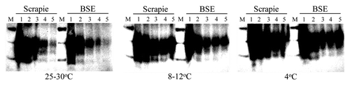 Figure 4. The effect of temperature on the desorption and persistence of PrPTSE on a sandy loam soil over 18 mo. Scrapie or BSE (as indicated) prion was incubated on soil and samples were analyzed at days1–4, 49, 188, 411 and 566 (Lanes 1 to 5, respectively). Thermolysin-resistant prion was extracted and 10µl analyzed (equivalent of an extract from 100 mg of soil) by western blot. Prion was detected with monoclonal antibody SHa31 (detecting a 'core' epitope) and molecular mass markers are shown (M; 20, 30 and 40kDa).