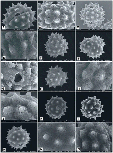 Figure 11. Scanning electron micrographs of pollen grains Achillea phrygia (A) (from Yıldız 15258), (B, C) (from Arabacı 1480), (D, E) (from Arabacı 2236); Achillea gypsicola (F) (from Arabacı 1560), (G) (from Arabacı 2208), (H, I) (from Arabacı 2224); Achillea boissieri (J) (from Arabacı 1963); Achillea aleppica subsp. aleppica (K) (from Arabacı 1383), (L) (from Arabacı 1513), (M, N) (from Arabacı 1388) (O) (from Arabacı 2174).