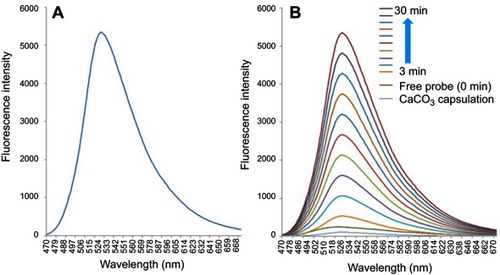 Figure 1 Optical characterization of JF1. (A). Excitation and emission spectra of JF1. (B). Emission spectra of JF1 and JF1 loaded CaCO3 nanoparticle under cathepsin (B).