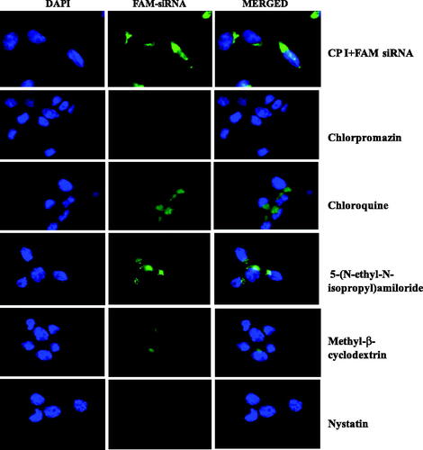 Figure 7. Fluorescence microscopy images of CP I-mediated FAM-GAPDH siRNA uptake in HCT 116 cells in the presence of different inhibitor.