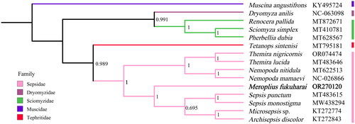 Figure 3. Bayesian phylogenetic tree of 15 Diptera species. The posterior probabilities are labeled at each node (0.6 and greater). GenBank accession numbers of all sequence used in the phylogenetic tree have been included in figure and corresponding to the names of all species. The following sequences were used: Archisepsis discolor (KT272843, Junqueira et al. Citation2016), Dryomyza anilis (NC_063098), Meroplius fukuharai (OR270120), Microsepsis sp. (KT272774, Junqueira et al. Citation2016), Muscina angustifrons (KY495724, Karagozlu et al. Citation2017), Nemopoda mamaevi (NC_026866, Li et al. Citation2015), Nemopoda nitidula (MT622513), Pherbellia dubia (MT628567), Renocera pallida (MT872671), Sciomyza simplex (MT410781), Sepsis monostigma (MW438294, Yang and Wang Citation2021), Sepsis punctum (MT483615), Tetanops sintenisi (MT795181), Themira lucida (MT483646), and Themira nigricornis (OR074474, Wong et al. Citation2023).