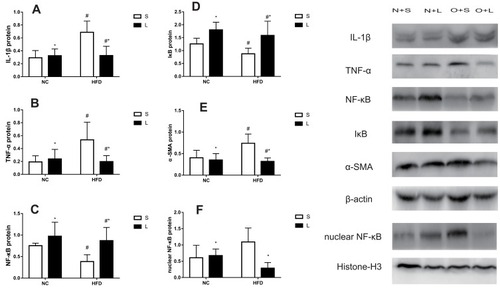 Figure 7 Levels of the IL-1β (A), TNF-α (B), NF-κB (C), IκB (D), α-SMA (E), and nuclear NF-κB (F) proteins in mice treated with liraglutide (L) or saline (S). Data are presented as the means±SD (n=6 mice per group). *P<0.05 for the comparison between saline and liraglutide treatments. # P<0.05 for the comparison between the NC and HFD groups.