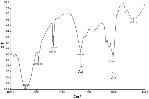 Figure 5 Fourier transform infrared absorption spectra for nanoparticles synthesized by bioreduction of HAuCl4 ions using Trianthema decandra root extract.