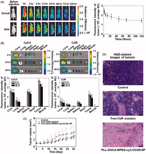 Figure 5. (A) In vivo whole body NIRF images of Hep3B cancer-bearing mouse models. PLL-DOCA-MPEG-cy5.5/CUR NPs were injected via the lateral tail vein. Real-time images were taken at 0, 1, 3, 6, 12, 24, and 48 hours. The tumor tissues were marked with open pink circles. The whole body images were scanned on the dorsal and side. Fluorescence intensity profiles of cy5.5 and CUR in cancer region over time, which were determined by calculating the fluorescence intensity of cy5.5 and CUR per weight of cancer. Error bars represent mean ± SD (n = 3). (B) Ex vivo NIRF images and fluorescence intensities of cy5.5 and CUR on liver, lung, spleen, kidney, heart, cancer and muscle, measured at 6, 24, and 48 hours after the IV injection. The fluorescence intensities were determined by calculating the fluorescence intensity of cy5.5 and CUR per weight of each organ or tissue. (C) Tumor volume (mm3) and of mice treated with free CUR solution and PLL-DOCA-MPEG-cy5.5/CUR NPs or control on day 30. Free CUR solution and PLL-DOCA-MPEG-cy5.5/CUR NPs were intravenously injected via the lateral tail vein on days 3, 6, 9, 12, 15, 18, 21, and 27. Error bars represent mean ± SD (n = 5); the measurement of the cancer volume was repeated three times (*p < .05 compared with control). (D) H&E-stained images of untreated tumor tissue (control), and dissected tumor tissues treated with free CUR solution and PLL-DOCA-MPEG-cy5.5/CUR NPs on day 30. The black scale bar is 100 μm.