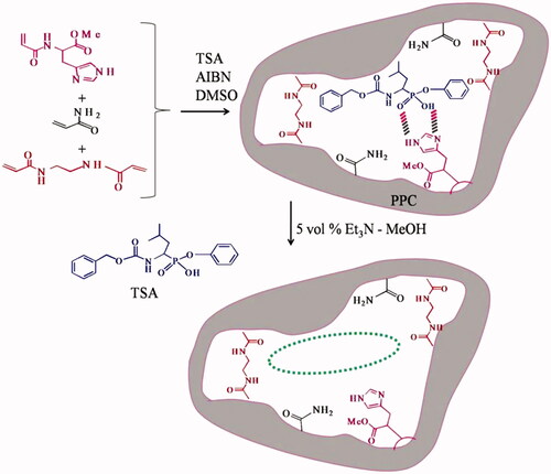 Figure 16. Esterase MIP synthesized using phenyl 1-benzyloxycarbonylamino-3-methylpentylphosphonate TSA [Citation54].