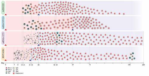 Figure 2. This figure illustrates the timeline of the immune responses induced by the AZD122, Ad26.COV.S,mRNA-1273, and BNT16b2 vaccines. the neutralizing effect was assessed by addingthe plasma of the vaccine recipients to SARS-CoV-2 spike antigens in vitro. TheBnt16b2 vaccine has the earliest detectable immune response by producing IgG,igm, and IgA at day 7; the neutralizing effect started at day 21 and continueduntil day 105. the mRNA-1273 vaccine immune response began at day 15, while theneutralizing effect started from day 28 and persisted until day 209. TheAd26.Cov.s immune response began with T-cell responses on day 15, while the neutralizingeffect started at day 28 and persisted until day 71. the AZD122 vaccine'simmune response began at day 15, while the neutralizing effect began at day 21 andlasted until day 90.