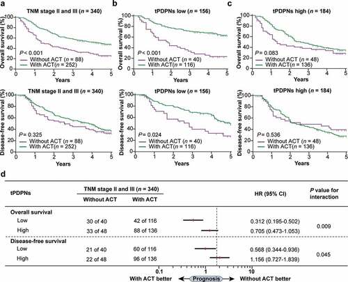 Figure 3. tPDPNs are associated with inferior therapeutic responsiveness to fluorouracil. (a) The overall survival (OS) curves and disease-free survival (DFS) curves in stage II and III gastric cancer patients according to adjuvant chemotherapy (ACT) application. (b) The OS curves and DFS curves in tPDPNs low subgroup according to ACT application. (c) The OS curves and DFS curves in tPDPNs high subgroup according to ACT application. Log-rank test was performed for Kaplan-Meier curves. (d) A test for an interaction between tPDPNs and responsiveness to ACT. HR, hazard ratio; CI, confidence interval