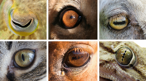 Figure 7. Various types of pupil shapes in different organisms. From top clockwise: cuttlefish, lion, goat, gecko, horse and cat. Source: http://www.npr.org/sections/health-shots/2015/08/07/430,149,677/eye-shapes-of-the-animal-world-hint-at-differences-in-our-lifestyles.