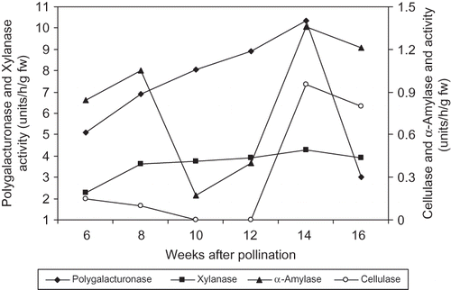 FIGURE 7 Changes in polygalacturonase, cellulase, xylanase, and α-amylase activities of ‘Lonet-Mesaed’ date palm fruit during development and ripening during the 2010 season. LSD at 5% for time effect is 0.147, 0.052, 0.115, and 0.058 for polygalacturonase, cellulase, xylanase, and α-amylase activities, respectively.