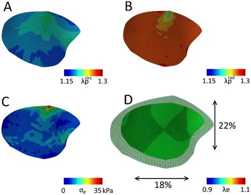 Figure 7. The mitral valve with the adjusted material parameters (lower c0 and higher c1, Table 2) after release of all boundary constraints, with the final predicted prestretch in the circumferential (A) and radial direction (B). C) The maximal principal residual stresses left in the valve after excision. D) Overlay of the excised valve over the original geometry (maximal principal elastic Green-Lagrange stretch), with black arrows indicating the percentile valvular circumferential (bottom) and radial (right) retraction referenced to the in vivo loaded state at minimum pressure.