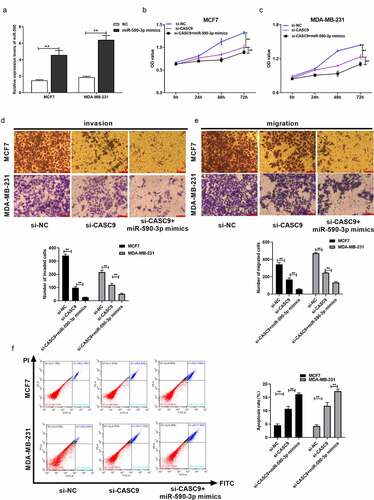 Figure 5. CASC9 promotes malignant behavior of BC cells through reducing miR-590-3p