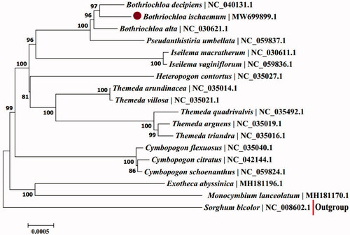 Figure 1. Phylogenetic analysis of 17 species from Anthistiriinae Presl and one outgroup species (Sorghum bicolor) based on complete chloroplast genome sequences using MEGA7. Bootstrap percentages are based on 1000 replicates.
