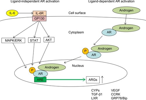 Figure 1 Ligand-dependent and ligand-independent androgen receptor (AR)-activation in hepatocytes.