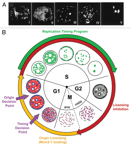 Figure 1 The replication timing program. (A) CHO cells, previously synchronized at the G1/S border and released into S-phase for various times, were pulse labelled with BrdU for 5 min and stained with anti-BrdU antibodies to visualize patterns of DNA replication. Shown are characteristic examples of each of the 5 labeling patterns (Types I–V). Reproduced from Dimitrova & Gilbert 1999. (B) The replication cycle—the establishment and execution of replication timing in the cell cycle. The innermost wheel marks the phases of the cell cycle and the outermost wheel the key stages of DNA replication, where the periods of licensing competence and inhibition are shown in yellow and red respectively and the execution of the replication timing program during S-phase is shown in green. Key nuclear transitions are represented diagrammatically in the central portion. During mitosis, paired sister chromatids aligned on the metaphase plate are separated to opposite poles of the dividing cells upon entry into anaphase. Late mitotic chromosome decondensation then readies DNA for emergence into G1. In early G1, after nuclear envelope reformation (continuous black line), regions of euchromatin, shown in red and heterochromatin, shown in blue, initially randomly dispersed, move to occupy specific domains within the nucleus. During S-phase, replication foci, shown in green, are activated in accordance with the execution of the timing program. Post-replicative nuclei pass through G2 into mitosis, where chromosome condensation and nuclear envelope breakdown (dashed black line) ready the cell for sister chromatid separation and cell division. The execution of the timing decision point and the origin decision point are marked.