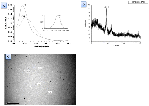 Figure 3. (A) UV–Vis Spectra of chloroauric acid (a) absorption of gold nanoparticles (b) and characteristic plasmonic peak of gold nanoparticles (c). (B) X-ray diffraction spectra of Gold nanoparticles refer crystalline particles. (C) Transmission electron micrograph (at 1.37 KX) representing the formation of spherical gold nanoparticles.