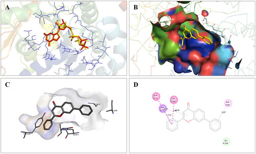 Figure 5. Interaction analysis of 1 with tubulin. (A) Overlay of 1 (yellow) with co-crystallized ligand (pink). (B) Orientation of 1 in the active site of tubulin. (C) 3D docked pose of 1. (D) 2D docked pose of 1 showing hydrophobic interactions with tubulin.