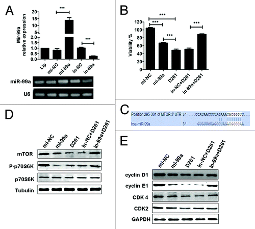 Figure 6. MiR-99a/mTOR is involved in D261-regulated G1/S transition and cell growth in A549. (A) A549 cells were transfected with miR-99a mimics or inhibitors or their negative control oligonucleotides. MiR-99a expression was determined by qRT-PCR analysis. (B) A549 cells were transfected with miR-99a mimics or inhibitors or their negative control oligonucleotides 24 h before treated with or without D261 (4 μM) for another 48 h. Cell viability was assessed using CCK-8. (C) Predicted consequential pairing of target region of mTOR and miR-99a with Targetscan database. (D) Effects of miR-99a and D261 on the activations of mTOR signaling pathways. A549 cells were treated as in (B), protein levels of mTOR and phosphorylation of p70S6K were analyzed by western blot. (E) Expression of cell cycle molecules influenced by miR-99a and D261 were assayed by western blot. Tubulin or GAPDH was performed as a loading control. Images are representative of three independent experiments. Error bars are mean ± SEM of three independent experiments. *P < 0.05, **P < 0.01, ***P < 0.001. Lip, Lipofectamine RNAiMAX; mi-99a, miR-99a mimics; mi-NC, negative control mimics; in-99a, miR-99a inhibitors; in-NC, negative control inhibitors.