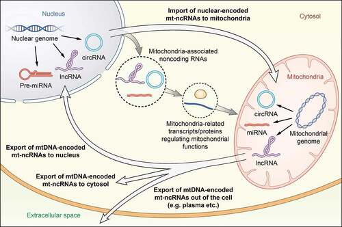 Figure 1. Classification, location and genome origin of mitochondrial noncoding RNAs (mt-ncRNAs). Based on noncoding RNA species, mt-ncRNAs can be classified into three types: mitochondrial circular RNAs (mt-circRNAs), mitochondrial microRNAs (mitomiRs), and mitochondrial long noncoding RNAs (mt-lncRNAs). Alternatively, according to their location and genome origin, mt-ncRNAs can be categorized into four types: nuclear-encoded mitochondria-located mt-ncRNAs, mtDNA-encoded mitochondria-located mt-ncRNAs, mtDNA-encoded nucleus/cytosol-located mt-ncRNAs, and mtDNA-encoded extracellular-located mt-ncRNAs. In addition, plenty of ncRNAs participating in the regulation of mitochondrial function, termed as ‘mitochondria-associated noncoding RNAs’, do not belong to mt-ncRNAs because they are neither located in the mitochondria nor encoded by the mitochondrial genome. Communication between the mitochondria and the host nucleus through anterograde and retrograde signals are regulated by mt-ncRNAs as well as mitochondria-associated noncoding RNAs