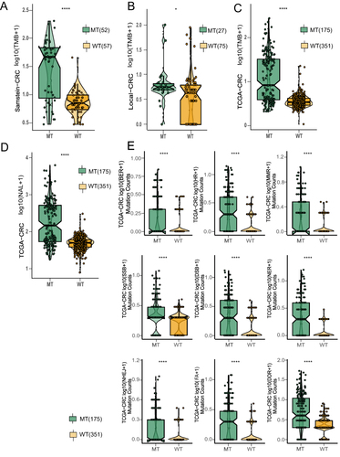 Figure 3 NOTCH-MT CRC was associated with increased tumour immunogenicity. The TMB of NOTCH-MT and NOTCH-WT tumours from the ICI-treated CRC cohort (A), the local CRC cohort (B), and the TCGA-CRC cohort (C) were compared. (D) Comparison of NAL NOTCH-MT and NOTCH-WT tumours from the TCGA-CRC cohort. (E) Comparison of DDR signalling alterations between the NOTCH-MT and NOTCH-WT groups in the TCGA-CRC cohort (*p<0.05; **p<0.01; ***p<0.001; and ****p<0.0001).