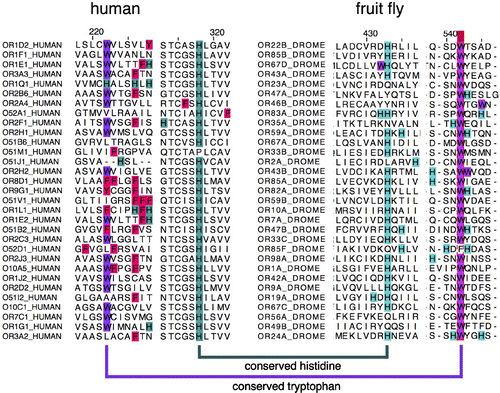 Figure 5. Excerpts from 31 aligned sequences of randomly chosen fruit fly (left) and human (right) olfactory receptors showing conserved histidines and tryptophans. Histidines are indicated in green, tryptophans in purple. Red F and Y letters in the human sequence denote respectively phenylalanine and tyrosine. See text for details.