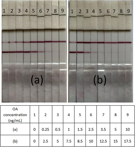 Figure 6. Detection of OA with immunochromatographic strips in (a) standard solutions and (b) mussel samples.