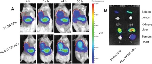 Figure 8 (A and B) Biodistribution of docetaxel-loaded nanoparticles. (A) In vivo images of H22 tumor-bearing mice after intravenous injection (dashed circles indicate tumors). (B) Ex vivo images of tumors and organs of H22-bearing mice killed at 30 hours.Abbreviations: PLA-TPGS, poly(lactide)-D-α-tocopheryl polyethylene glycol 1000 succinate; PLGA, poly(lactic-co-glycolic acid); NPs, nanoparticles; h, hour.