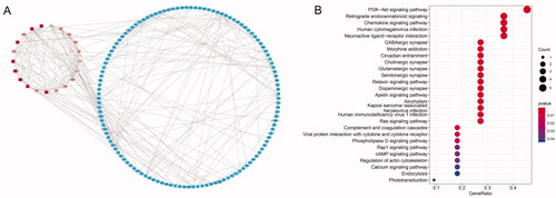 Figure 2. PPI network and KEGG enrichment of dif-mRNAs. (A) PPI network of dif-mRNAs. Three modules are marked in various shades of red. (B) KEGG enrichment of 12 nodes with the degree ≥10 in modules.