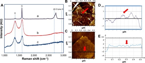 Figure 6 Raman spectroscopy analysis and AFM images with its corresponding height profiles.Notes: (A) Raman spectra of (a) graphite, (b) GO, and (c) RGO. AFM images of (B) GO and (C) RGO with respective thickness measurements were taken along the cross-section, as indicated by a line and a red arrow for (D) GO and (E) RGO.Abbreviations: AFM, atomic force microscopy; GO, graphene oxide; RGO, reduced graphene oxide.