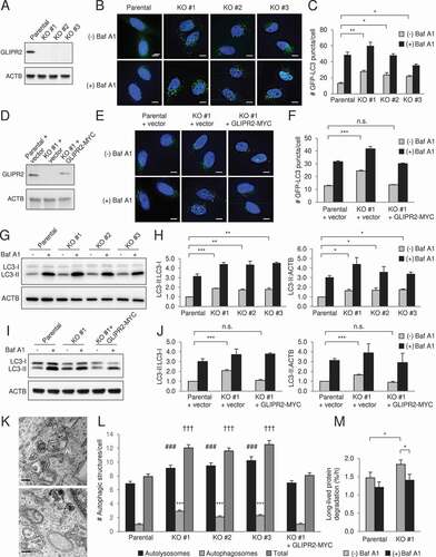 Figure 1. GLIPR2 knockout cells have increased autophagic flux. (A) Western blot analysis of GLIPR2 expression in HeLa parental cells and HeLa CRISPR-Cas9-mediated GLIPR2 knockout (KO) cells. Clones #1-3 are from three independent targeting experiments. (B and C) Representative images (B) and quantification (C) of GFP-LC3 puncta in HeLa parental and GLIPR2 KO cells ± 50 nM Baf A1 for 2 h. Bars represent mean ± SEM of triplicate samples (30–70 cells analyzed per sample). Scale bars: 10 µm. Similar results were observed in four independent experiments. n.s., not significant, *p < 0.05, **p < 0.01; one-way ANOVA with Dunnett’s test for multiple comparisons. (D) Western blot analysis of GLIPR2 expression in HeLa parental cells, HeLa GLIPR2 KO clone #1 and HeLa GLIPR2 KO clone #1 reconstituted with GLIPR2-MYC. (E and F) Representative images (E) and quantification (F) of GFP-LC3 puncta in HeLa parental cells, HeLa GLIPR2 KO clone #1 and GLIPR2 KO clone #1 reconstituted with wild-type GLIPR2-MYC ± 50 nM Baf A1 for 2 h. Bars represent mean ± SEM of triplicate samples (30–70 cells analyzed per sample). Scale bars: 10 µm. Similar results were observed in four independent experiments. n.s., not significant, ***p < 0.001; one-way ANOVA with Dunnett’s test for multiple comparisons. (G and H) Representative western blots (G) of endogenous LC3 in indicated cell lines cultured in the absence or presence of 100 nM Baf A1 for 2 h. Similar results were observed in three independent experiments and the relative quantification (H) of LC3-II to LC3-I and LC3-II to ACTB/actin. Bars represent mean ± SEM. *p < 0.05, **p < 0.01, ***p < 0.001; one-way ANOVA with Dunnett’s test for multiple comparisons. (I and J) Representative western blots (I) of endogenous LC3 in indicated cell lines cultured in the absence or presence of 100 nM Baf A1 for 2 h. Similar results were observed in three independent experiments and the relative quantification (J) of LC3-II to LC3-I and LC3-II to ACTB/actin. Bars represent mean ± SEM. n.s., not significant, ***p < 0.001; one-way ANOVA with Dunnett’s test for multiple comparisons. (K and L) Representative images of autolysosomes (AL) and autophagosomes (AP) in GLIPR2 KO cells (K) and quantification (L) of autolysosomes and autophagosomes in indicated cell lines. Bars represent mean ± SEM (40 cells per sample). For autolysosomes, ###, p < 0.001; for autophagosomes, ***p < 0.001; for total autophagic structures, †††p < 0.001; one-way ANOVA with Dunnett’s test for multiple comparisons. Scale bars: 200 nm. (M) The degradation rate of long-lived proteins in indicated cells in the absence or presence of 50 nM Baf A1 was calculated from six independent experiments. Bars represent mean ± SEM. *p < 0.05; paired, two-tailed t-test