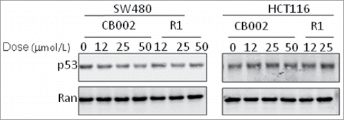 Figure 3. p53 protein level in cancer cells upon CB002 and R1 treatment. SW480 and HCT116 cells were treated with CB002 and R1 for 24 hours. p53 protein was determined by western blotting using anti-p53 (DO-1).